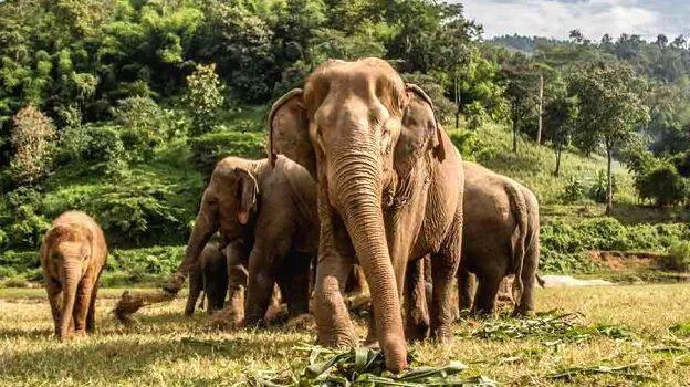 elephant