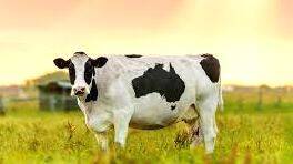 cow