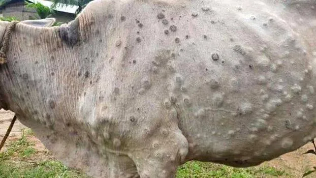 cow