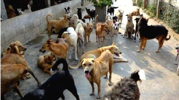dog