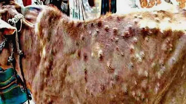 cow-