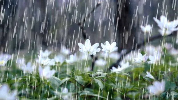 rain