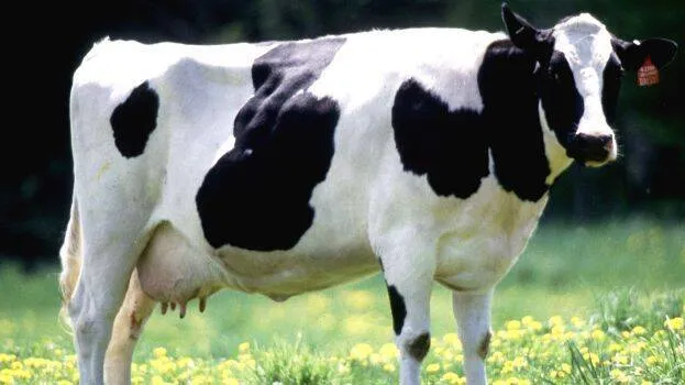 cow