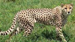 cheetah