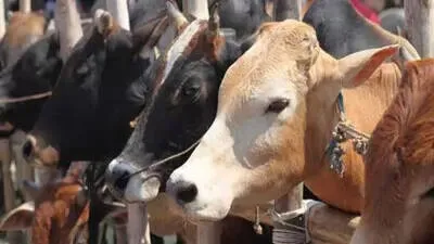 cow