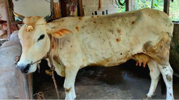 cow