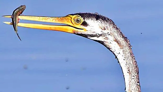 cherakozhi