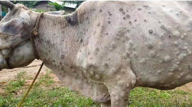 cow