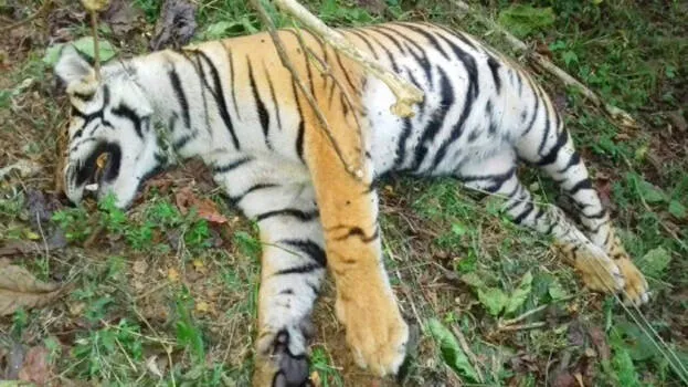 tiger