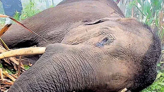 elephant