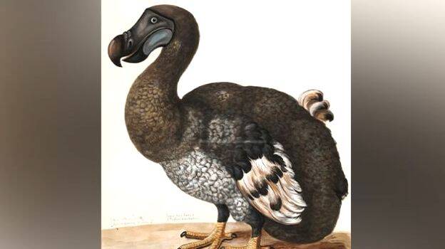 dodo