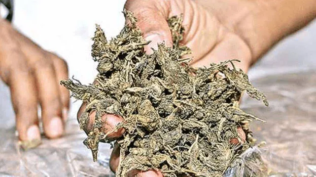 ganja
