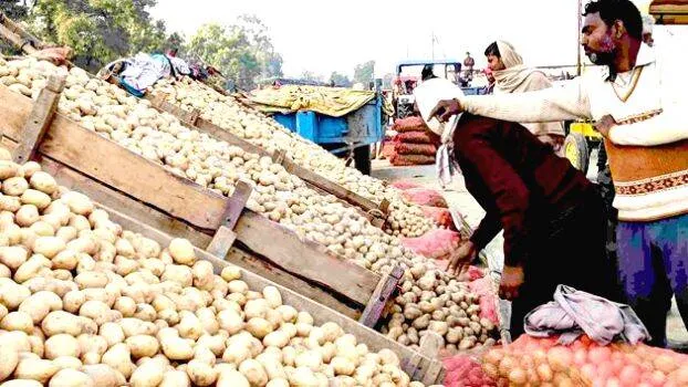 potato