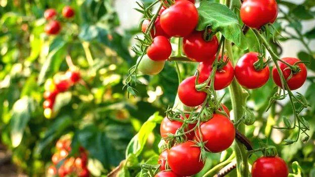 tomato