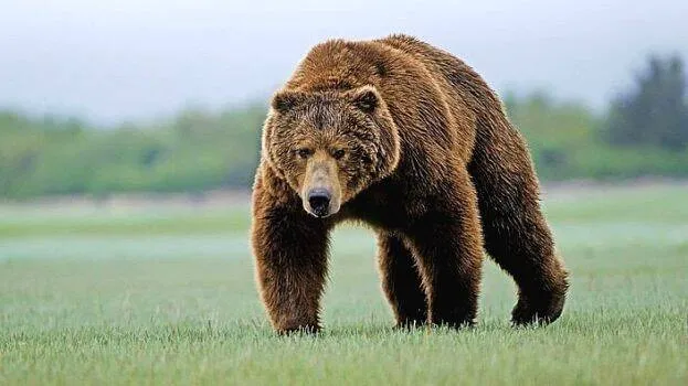bear