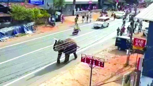 elephant
