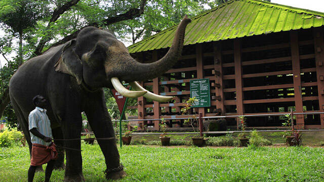 konni-elephant-camp