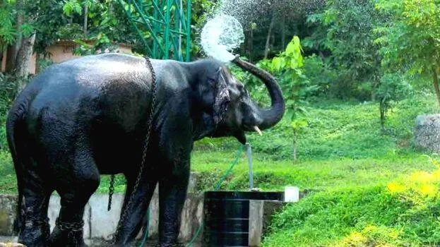 konni