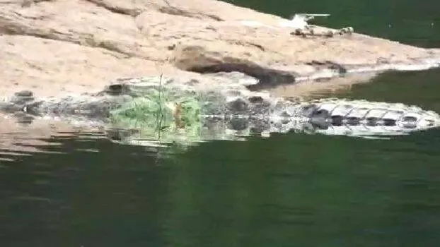 crocodele