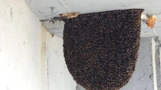 honeybee