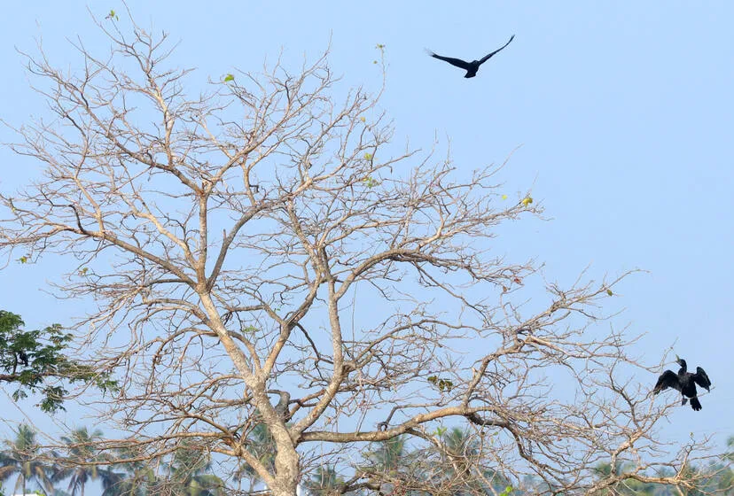 Kerala Kaumudi Photo Gallery
