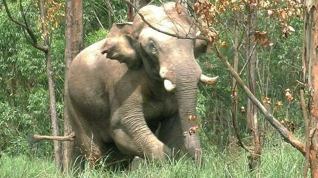 arikomban