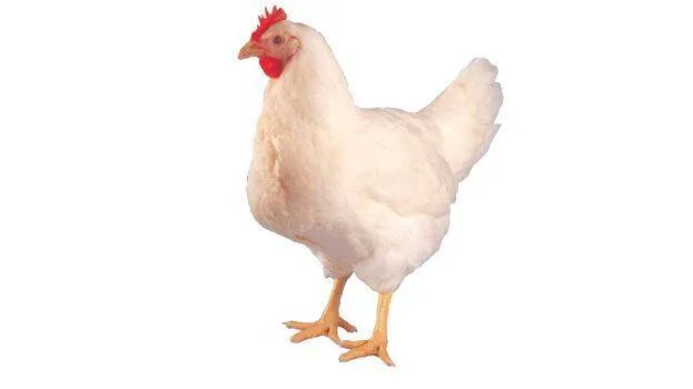 chiken