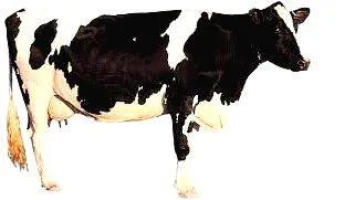 cow