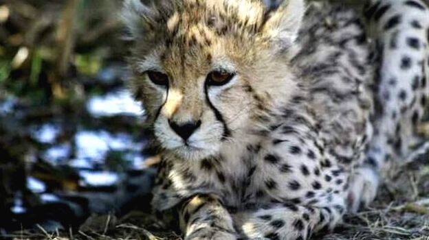 cheetah