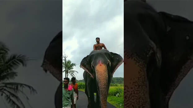 elephant-