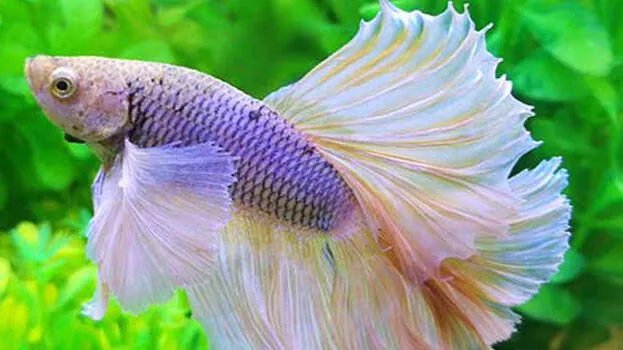 ornamental-fish