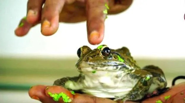 frog