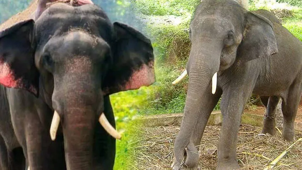 konni-surendran-