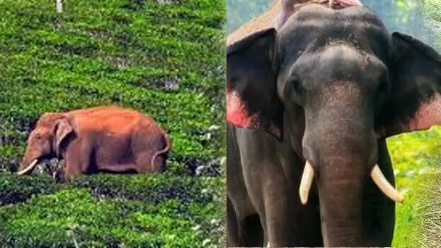 elephant