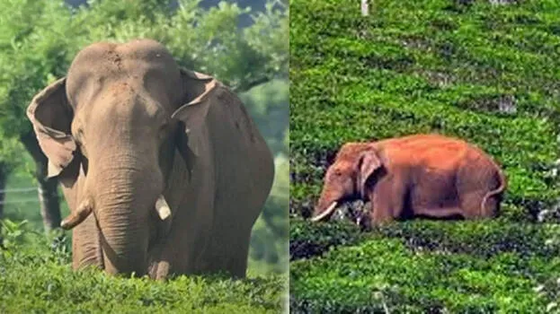 arikomban