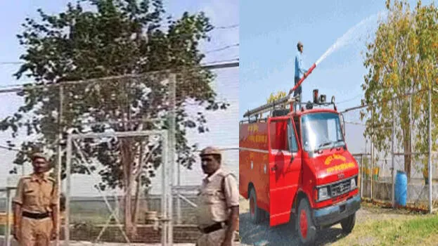 tree-under-police-securit