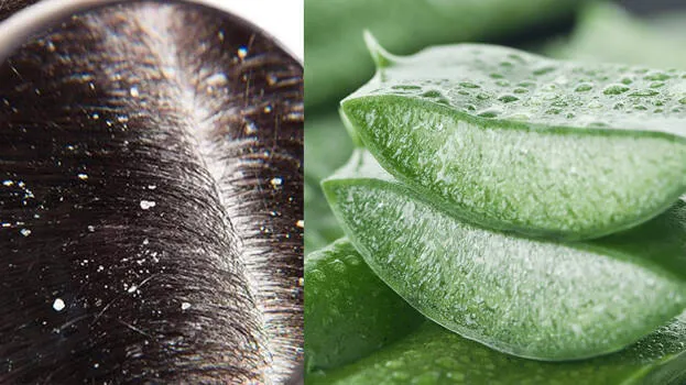 aloevera