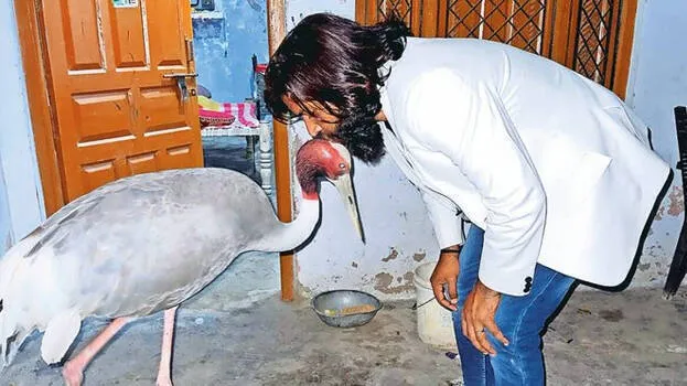 sarus
