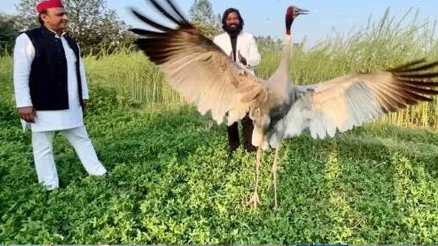 sarus