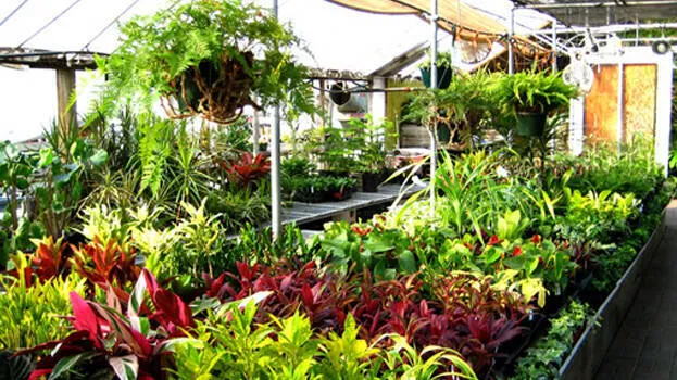 garden