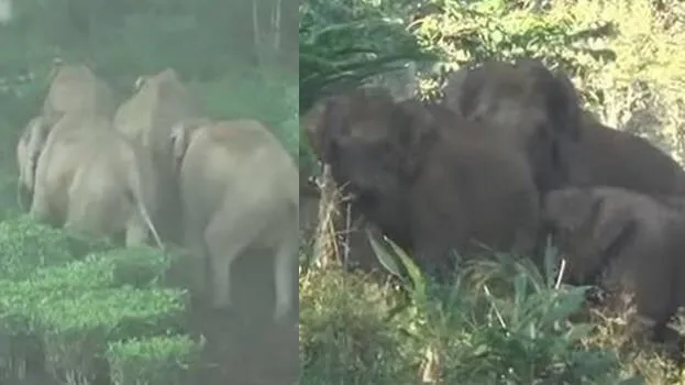 arikkomban-elephant