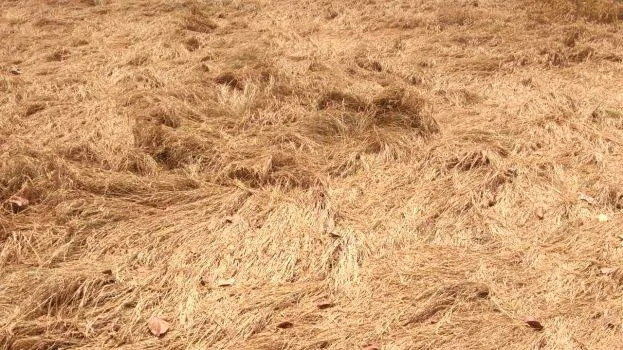 10-karingali-padam