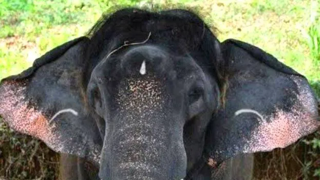 konni-surendran-