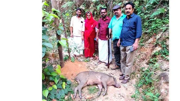 pig-vilakkudy-