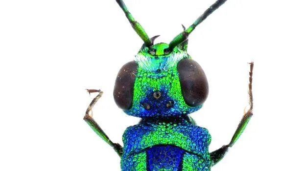 wasp