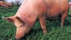 swine