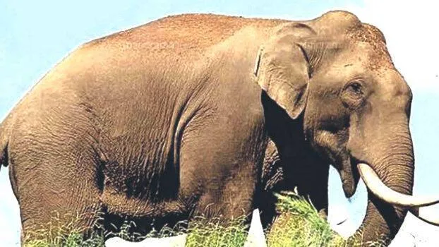 arikomban