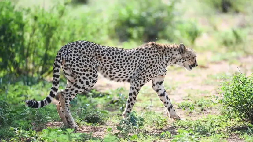 cheetah