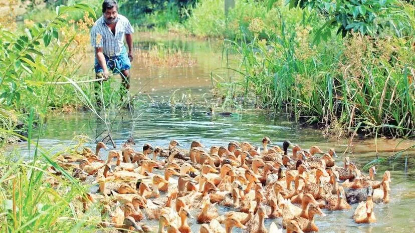 duck-farmers