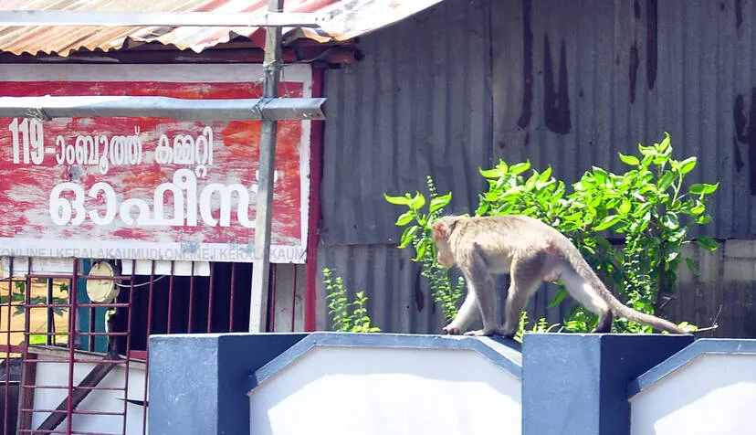kuttikurangan